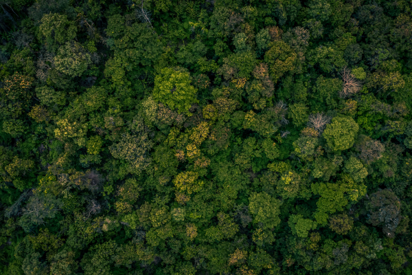 Floresta sustentável